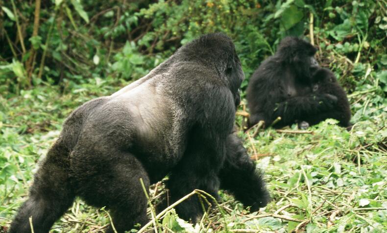 luxury trekking trip mountain gorillas in Rwanda