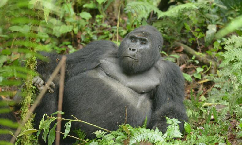 travel uganda mountain gorilla rafiki