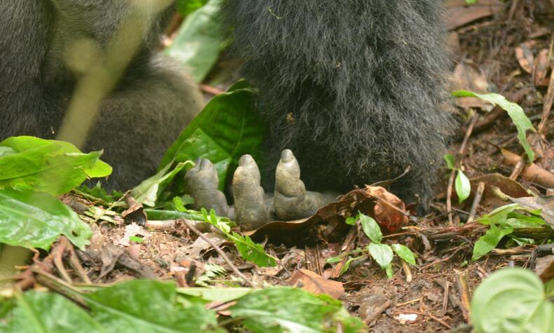 Life expectancy of gorillas is between 35-40 years in the wild. travel uganda mountain gorilla rafiki