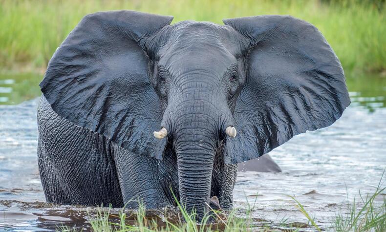 elephants and bees project.