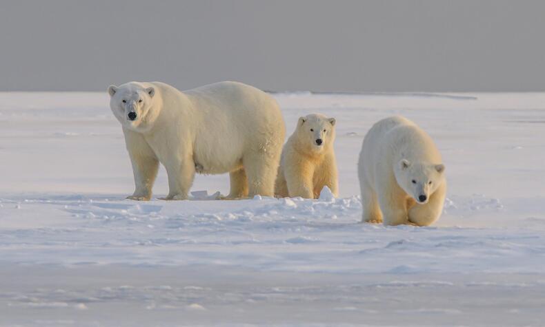 The nature and landscapes of the Arctic and North Pole continue to fascinate travelers and explorers today. Photo: Hans Jurgen. polar bears north pole