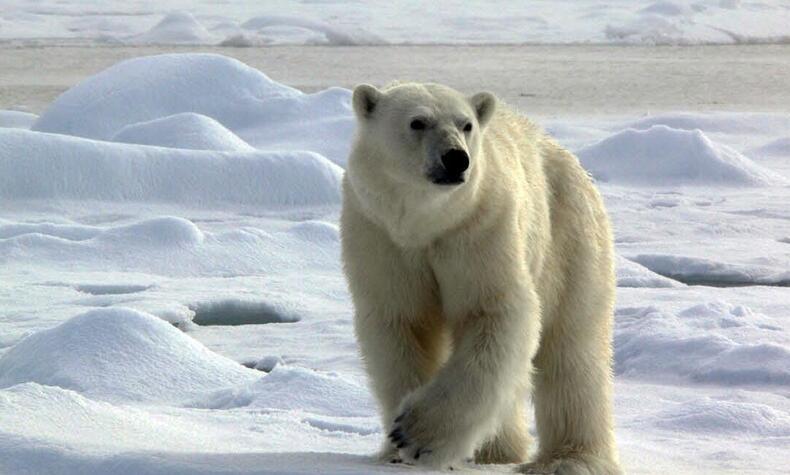 polar bear trip to svalbard.