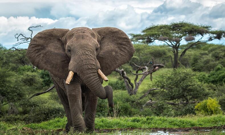Elephant in Chyulu Hills, Great Plains.