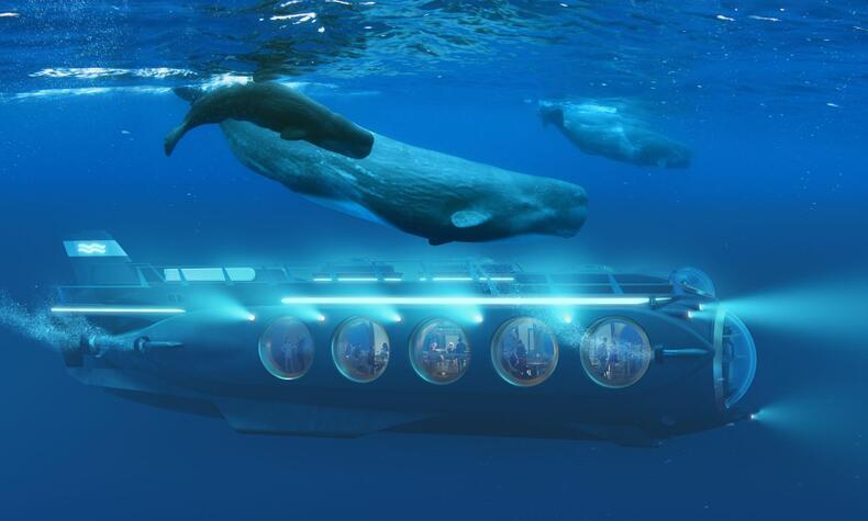 underwater safari with whales