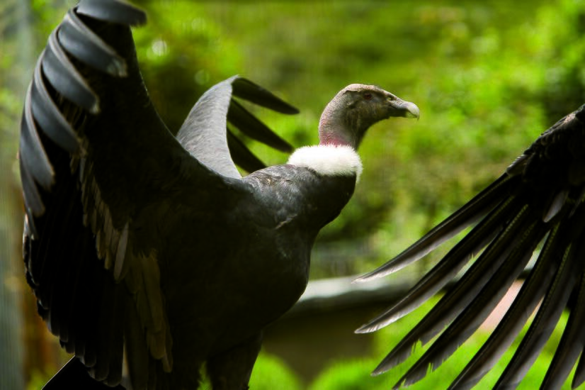 Hacienda Zuleta began working on the condor conservation project in 1996 and were the pioneers in this regard. family trip hacienda zuleta conservation andean condor ecuador