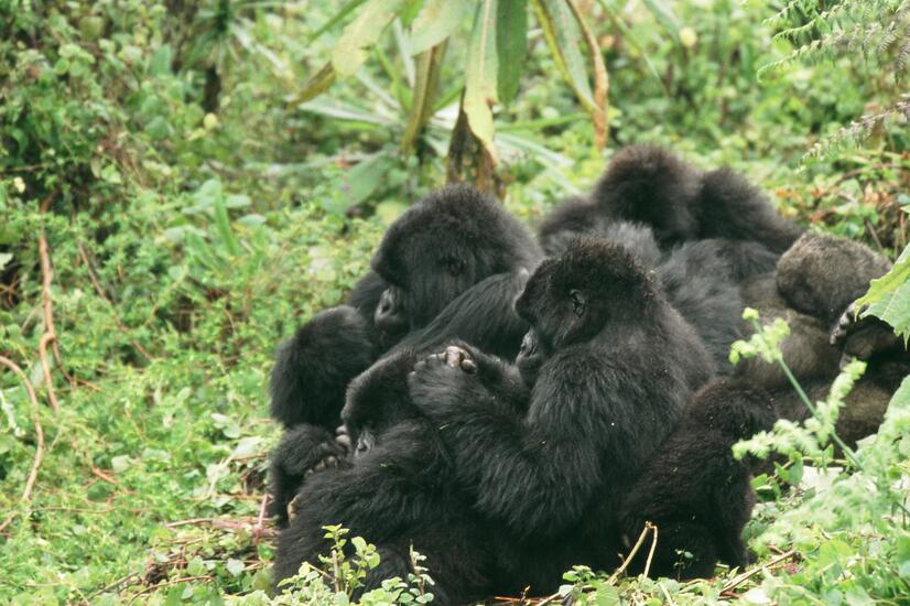 Gorilla population recovery is slower than that of other species. travel luxury nature Africa trekking gorillas Rwanda