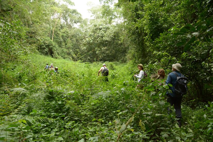 Visits to the gorillas allow a large part of the population to be watched over and protected by their visitors in the form of tourists gorilla trekking Bwindi national park Uganda