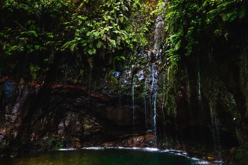 The laurel forest has existed on the island for 1.8 million years. luxury trip madeira laurisilva forest