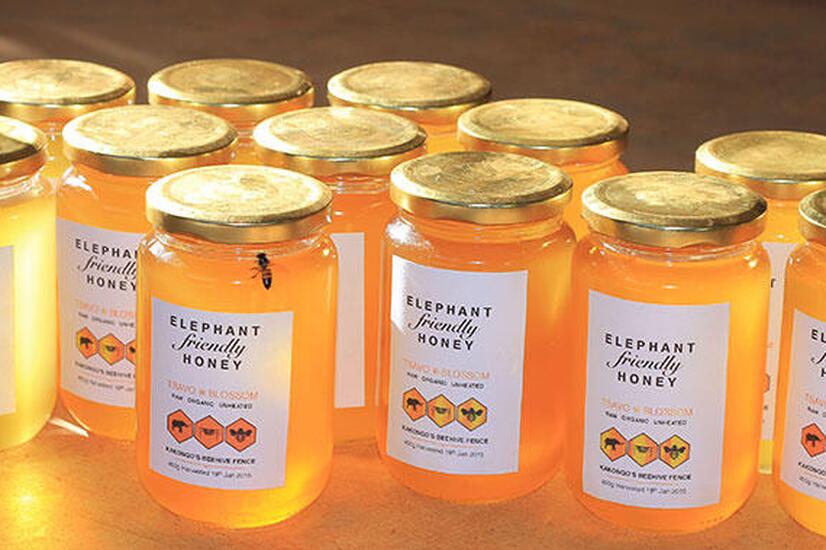The honey is marketed in Tsavo and the aim is to sell it also in safari. camps and local stores in Nairobi. elephants and bees project
