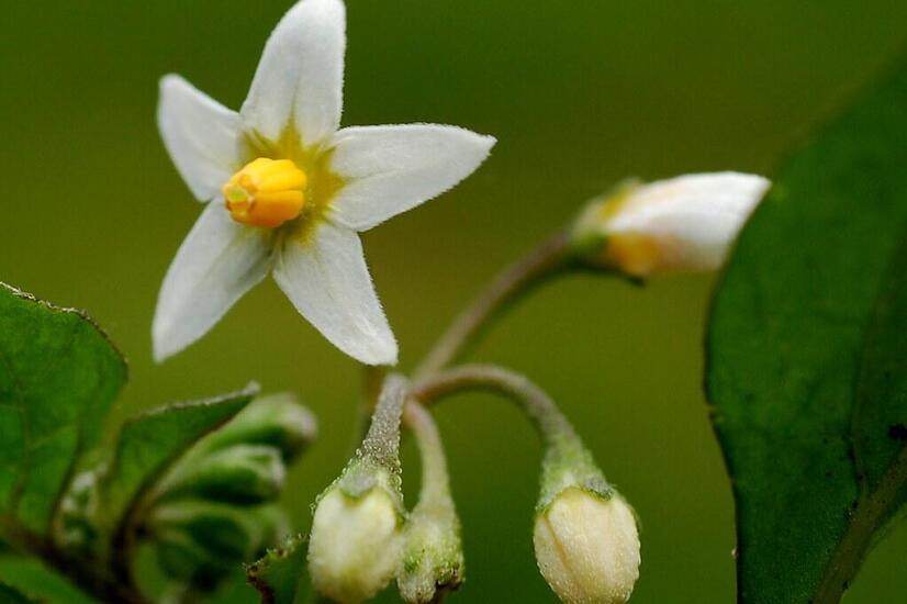 This is a Peruvian flower named Solanum Baretiae in honor of Jeanne Baret. solanum baretiae flower