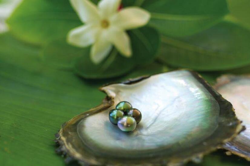 Black pearls occur within the Pinctada Margaririfera or black-lipped oyster. Photo: David Kirkland. black pearls cook islands