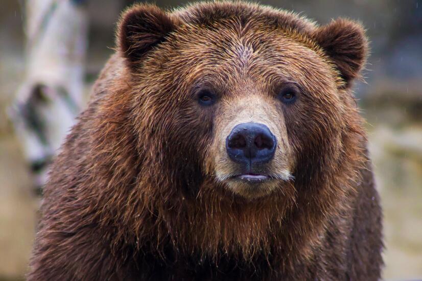 Grizzly bears are the stars of autumn in Canada, before hibernation. grizzly bear canada