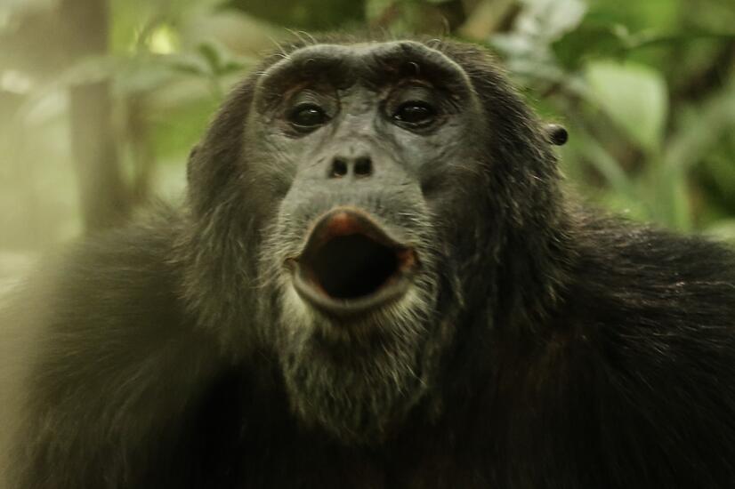 Humans share 98.70% of our genome with chimpanzees luxury travel Africa nature chimpanzees