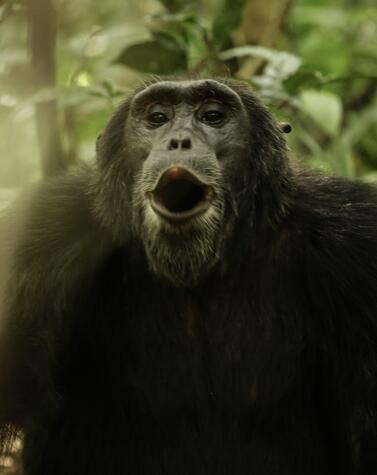 luxury trekking trip mountain gorillas in Rwanda