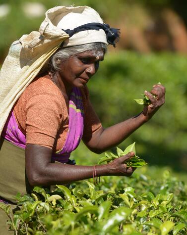 travel luxury island sri lanka nature culture tea plantations