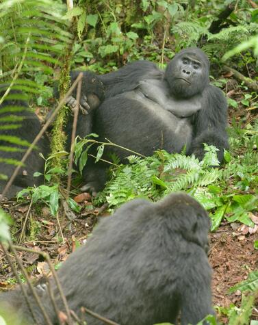 Rafiki was the leader of the Nkuringo group of 17 gorillas. travel uganda mountain gorilla rafiki
