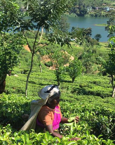trip sri lanka tea plantations
