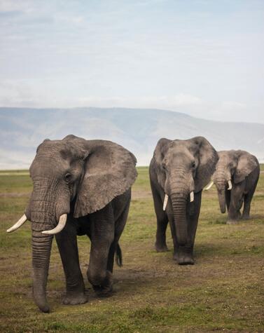elephants and bees project.