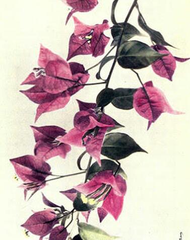 Baret discovered in Brazil the Bougainvillea, a showy climbing plant with antiseptic properties. engraved bougainvillea