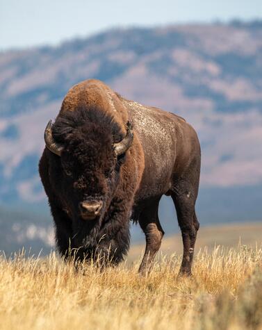 travel national parks united states