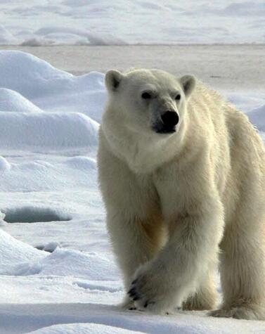 polar bear trip to svalbard.