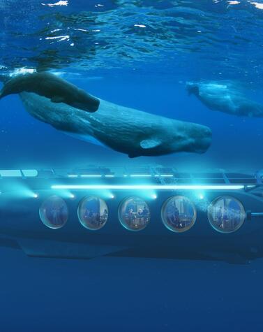 underwater safari with whales