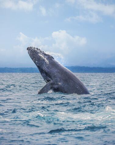 humpback whale Punta Arenas Costa Rica