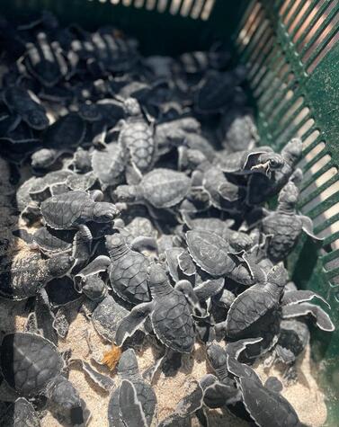 Olive Ridley turtles at the Playa Blanca hatchery. Olive Ridley turtles at the Playa Blanca hatchery.