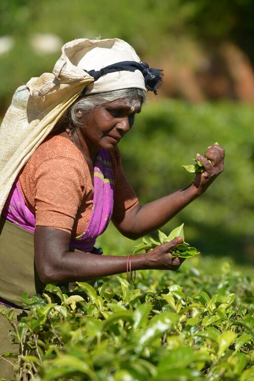 More than one million Sri Lankans work directly or indirectly in the tea industry. luxury travel sri lanka tea plantation experience