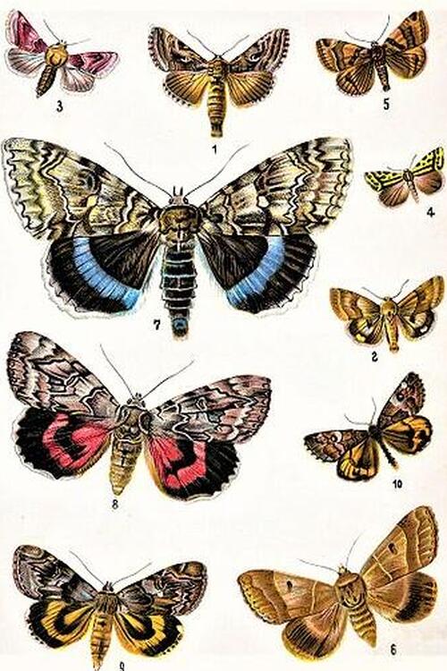 Illustration of butterflies by Margaret Fountaine. illustration butterflies margaret fountaine