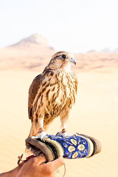 Bedouins have practiced falconry since ancient times. Dubai desert hawk