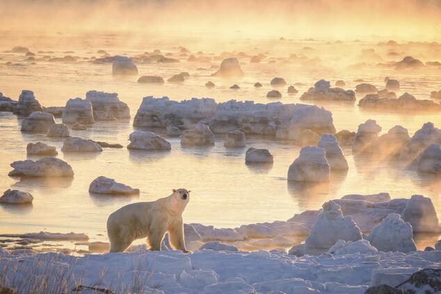 travel luxury remote nature polar bear in arctic Canada.