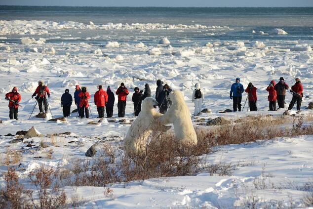 travel luxury remote nature polar bear in Canada Churchill Wild.