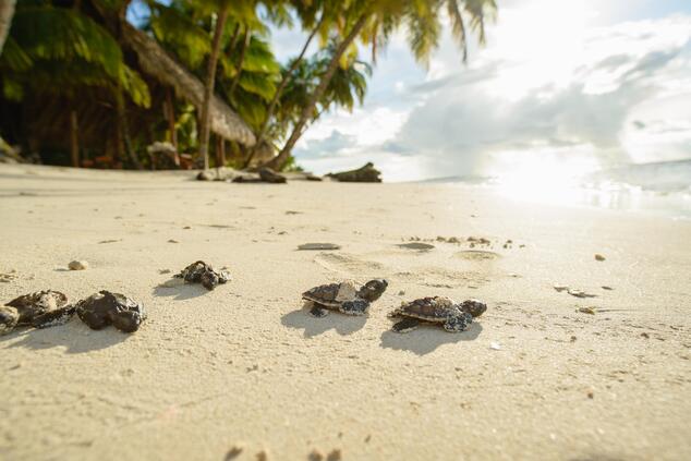 Travel luxury remote luxury sustainability islands beaches calala nicaragua.