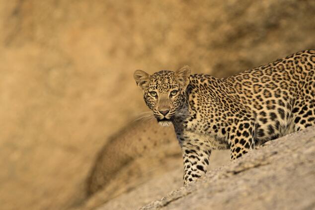 Leopards live in the wild in the Rajasthani steppe. travel luxury leopard safari India