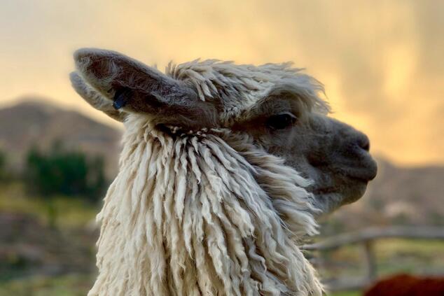 peru machu picchu llama luxury trip.