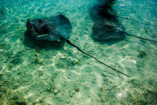 Stingrays are carnivorous animals that feed on small invertebrates, especially mollusks. romantic luxury travel remote islands french polynesia