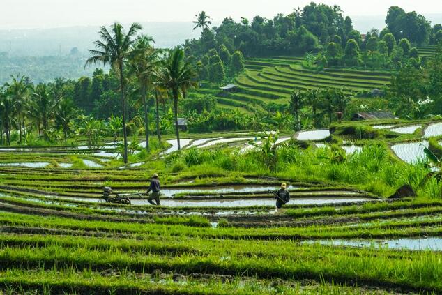 The rice fields are cultivated in colorful terraces. travel indonesia Rice fields