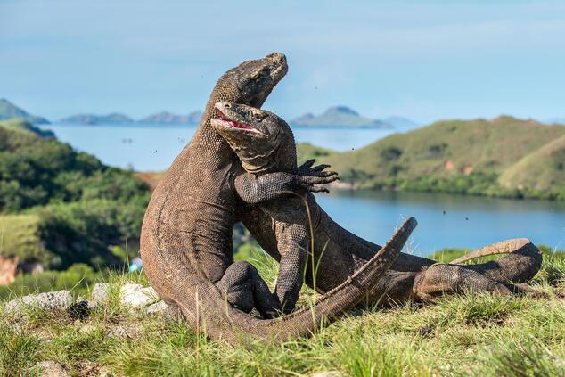 The Komodo Dragon, a species in danger of extinction. luxury travel moyo dragon island komodo
