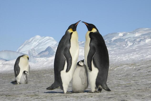 luxury travel remote antarctica white desert.