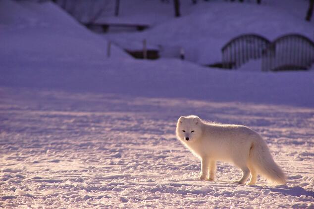 travel luxury remote nature arctic fox in arctic Canada.