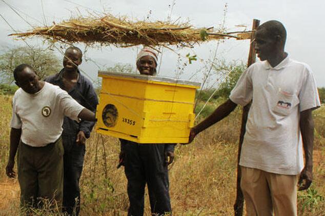 This initiative, which began in Kenya, has spread to a total of 13 countries in Africa and 3 in Asia. Photo: Elephants&Bees. elephants and bees project africa.