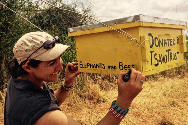 Beehives in enclosures have a deterrent effect to keep elephants away from crops. Photo: Elephants&Bees. elephants and bees project africa.