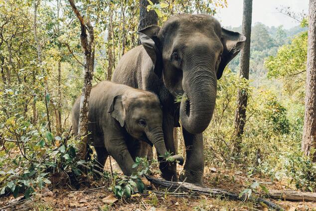 elephants and bees project.