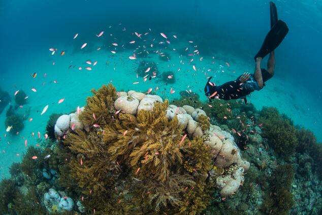 Papua New Guinea is an ideal diving destination. papua new guinea remote travel