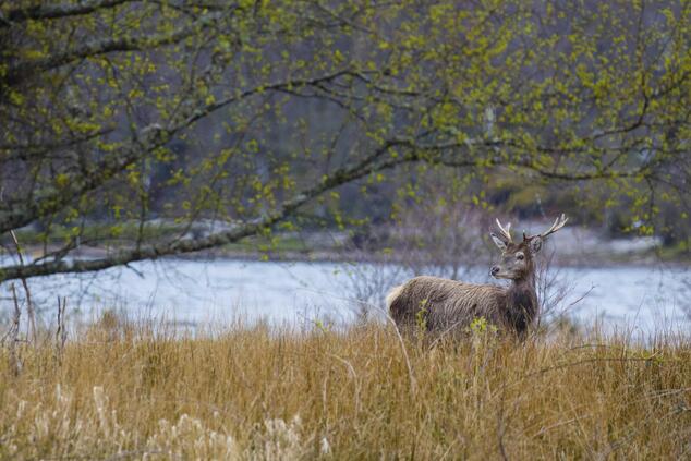 Deer are a common sight in the Cairngorms National Park. Photo: Belmond. Cairngorms National Park