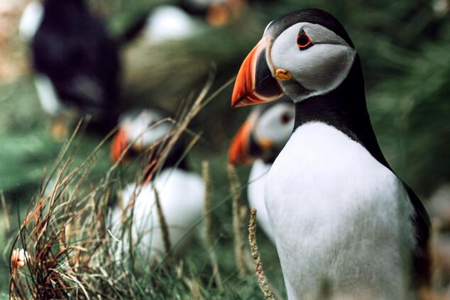 Puffins Isle of Skye