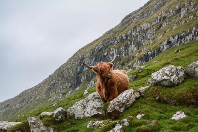scottish redhead cow