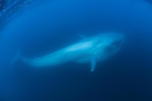 Being able to photograph the blue whale has been one of Ofer Ketter's most fascinating experiences under the sea. Photo: Ofer Ketter. blue whale ofer ketter