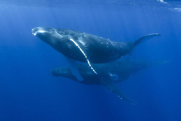 Whales on the seabed. Photo: Ofer Ketter. rorqual whale ofer ketter